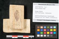 Foto (Objekt + Etikett) von Prinos euboeos Unger (NHMW-GEO-2024-0188-8186)